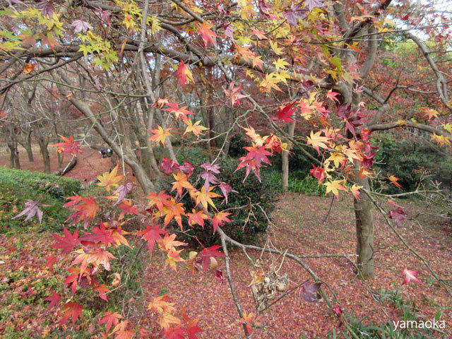 季題を更新する句集。 : ふらんす堂編集日記 By YAMAOKA Kimiko