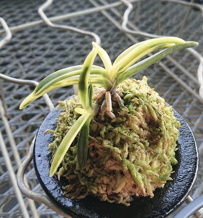 粋狂の極 : □ サムライ オーキッド □ 富貴蘭 セレクトショップ MAIL