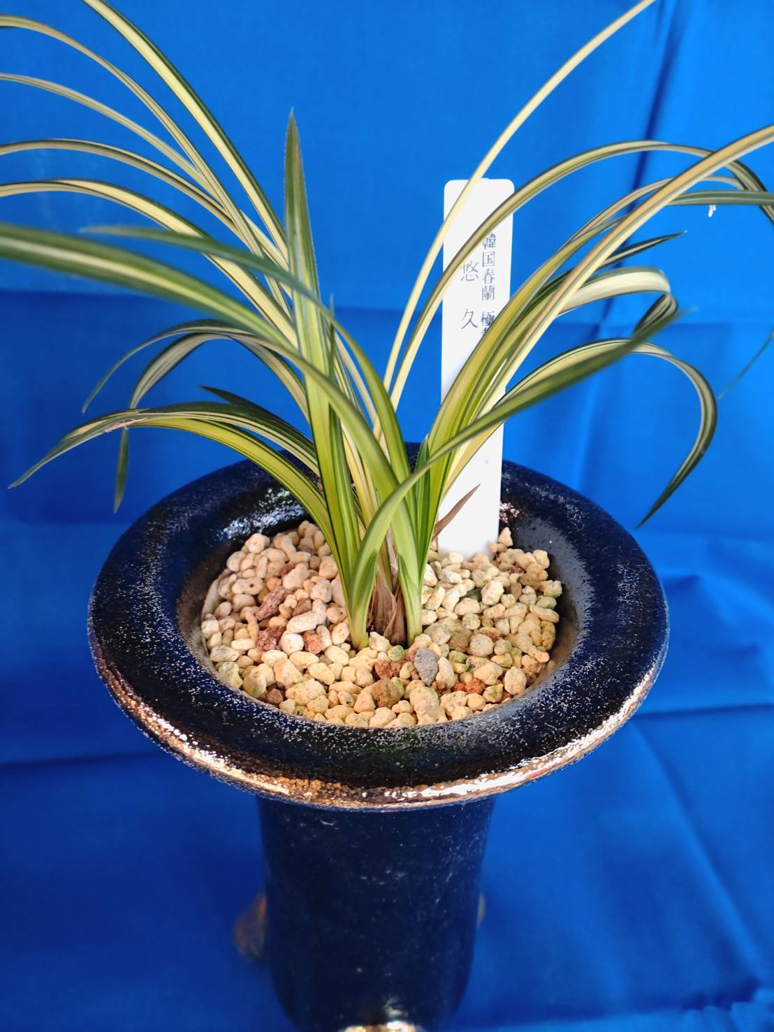 第4回 蘭万園Web展示会 (春蘭柄物) : 蘭万園日記