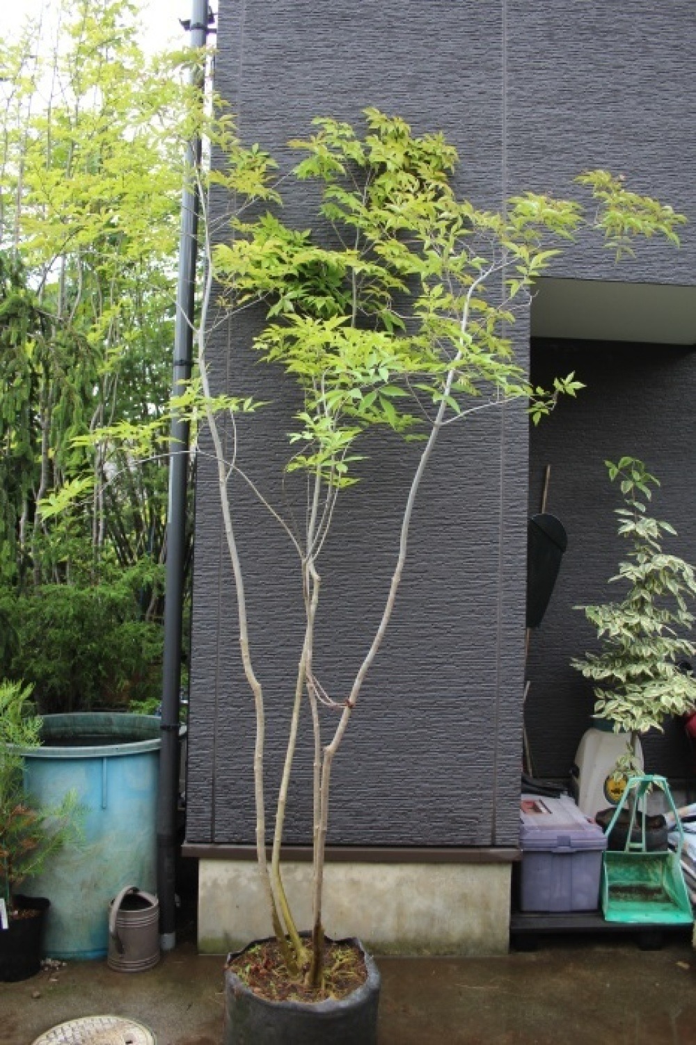 アオダモ 青梻 コバノトネリコ 本株立ち #アオダモ 販売 画像 写真