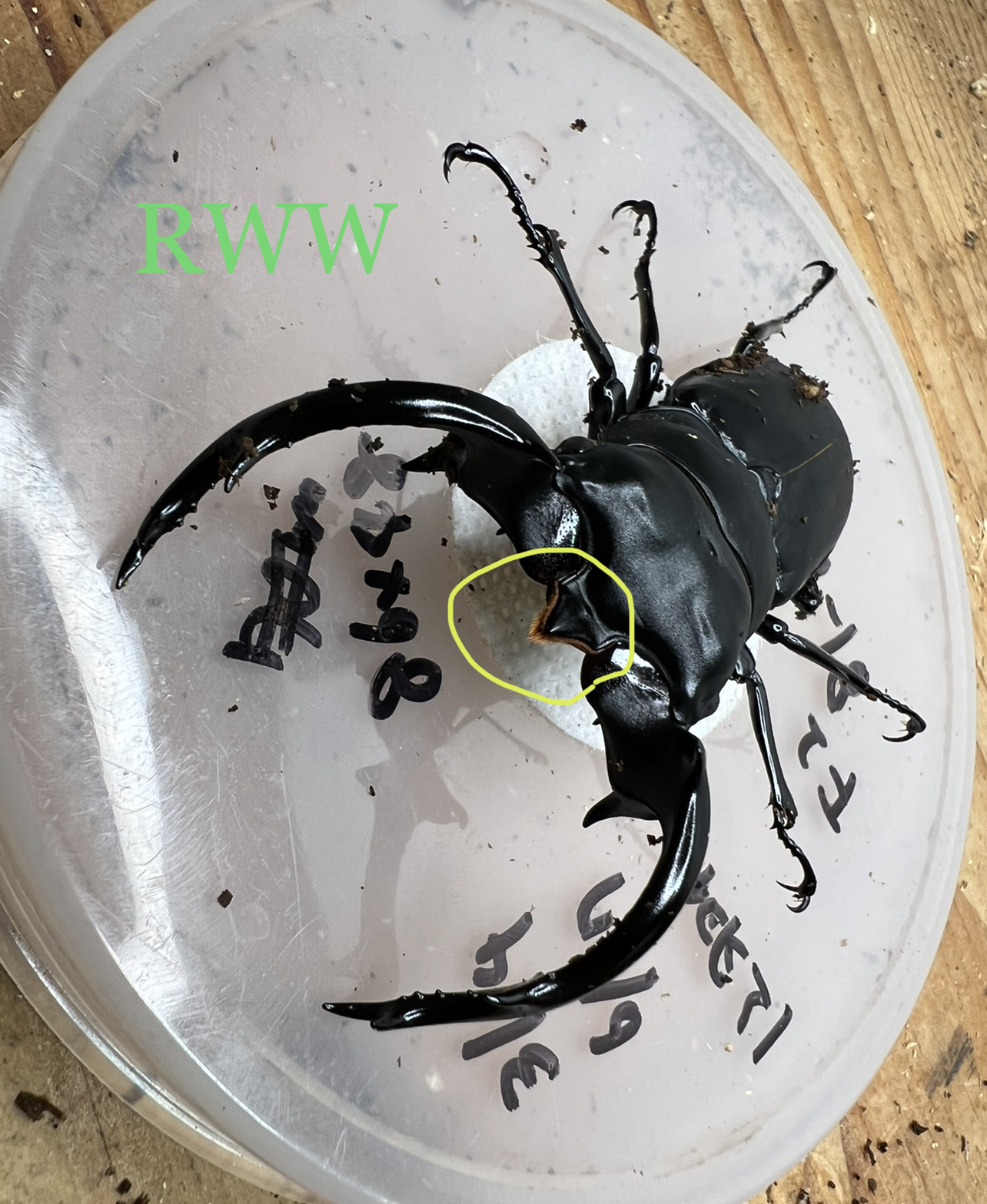 ウエストウッディ 原名とカズミアエの見分け方 | insane swag! insect