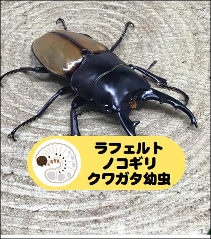 幼虫】ラフェルトノコギリクワガタ | ペットフォレスト