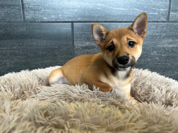 Shiba Inu Small Animal Red ID:2099 Located at Petland Murfreesboro