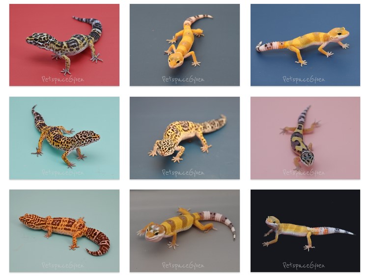 ヒョウモントカゲモドキ品種図鑑 = LEOPARD GECKO Morph B… ヒョウモン