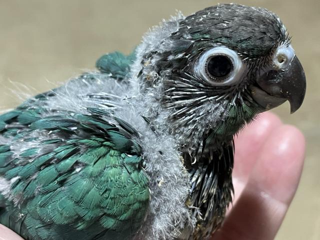 ウロコインコノーマルブルー - 子犬や子猫たちのペット販売情報が満載