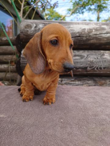 ち*♪様 木彫り ダックスフント(レッド) 【公式通販】