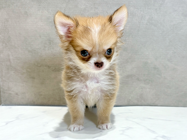 チワワ 神楽坂店 │ペッツファースト公式サイト