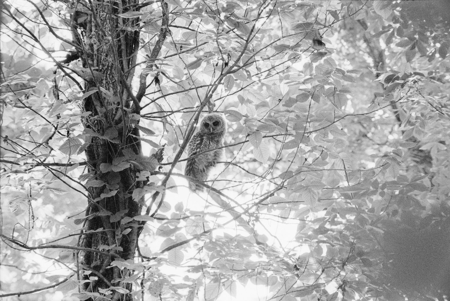 The Seraphim - Photographs by Jesse Lenz | Book review by Justin