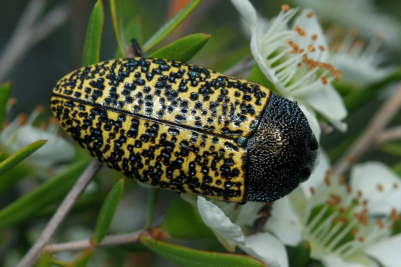 genus Stigmodera - lifeunseen