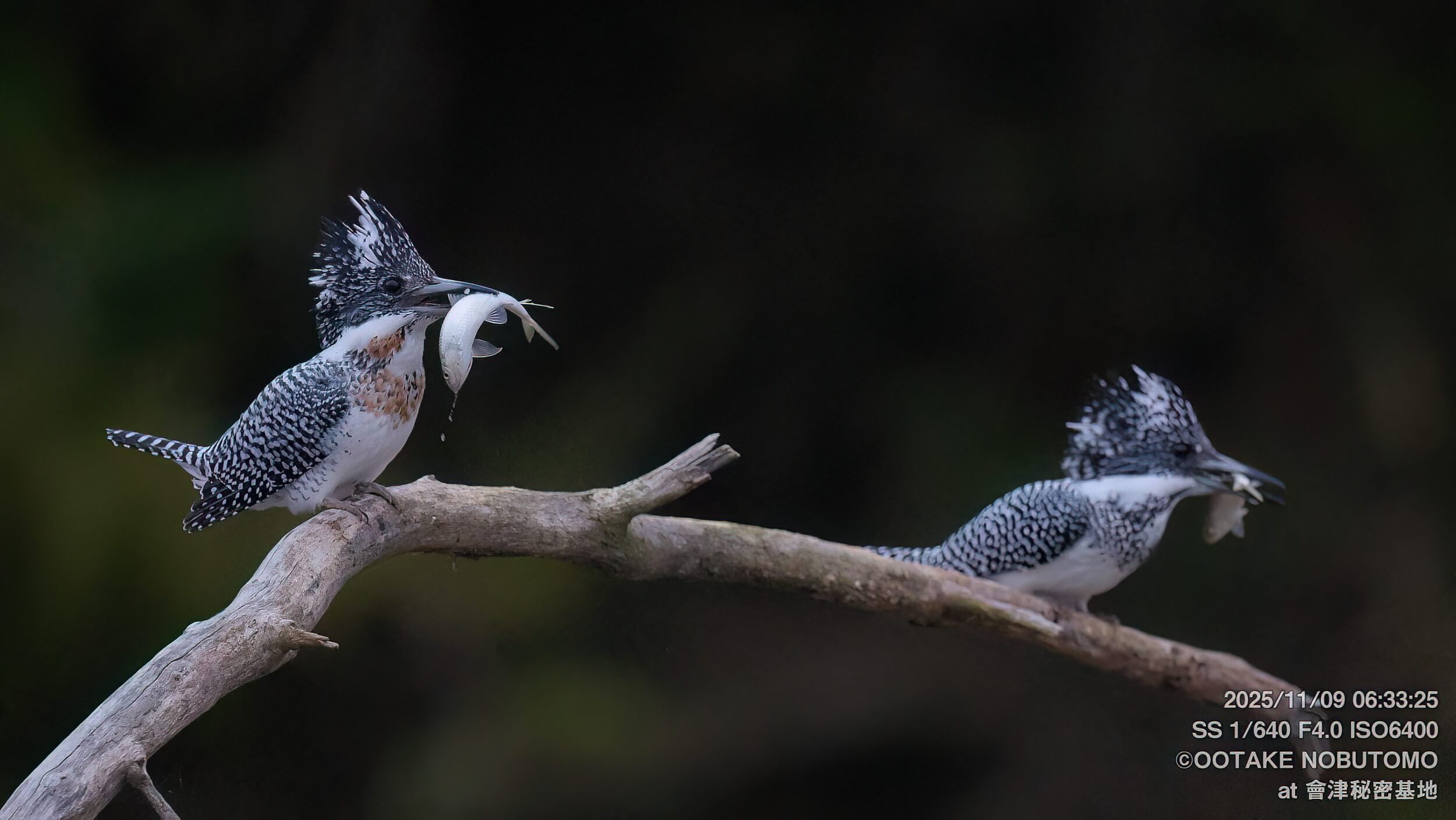 今日のヤマセミ 夫婦でならんで朝食！ こんなカットが撮れるとは