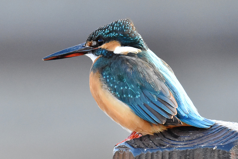 Nikon D5600とNikon AF-S NIKKOR 200-500mm f/5.6E ED VRによる野鳥