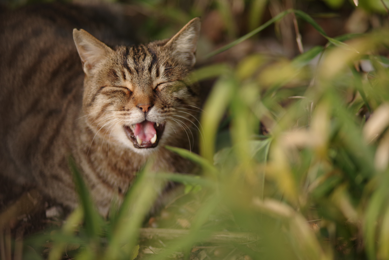 smc PENTAX-FA 135mm F2.8 [IF] - レンズ - pentax memo