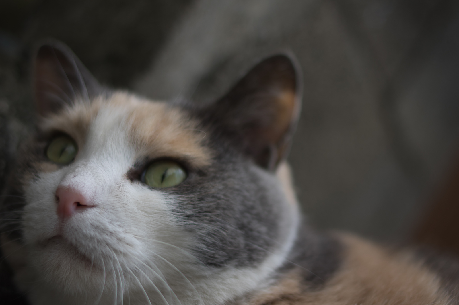 smc PENTAX-FA 35mm F2 AL - レンズ - pentax memo