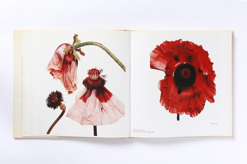 花の撮り方にはまだまだ可能性がある。アーヴィング・ペン『フラワーズ