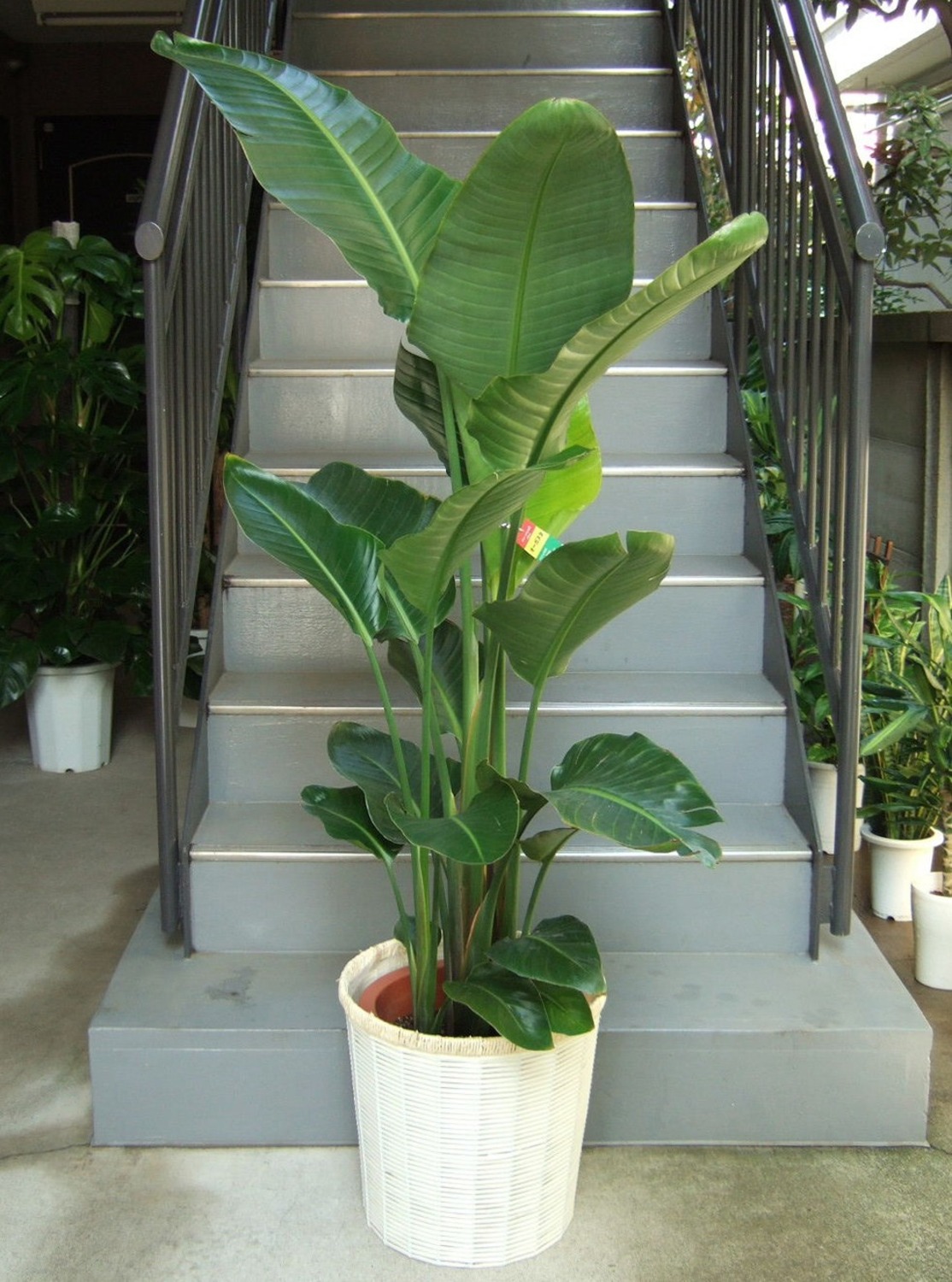 観葉植物 大型 オーガスタ 10号 鉢カバー 白 | 移転祝い 開店祝い 法人