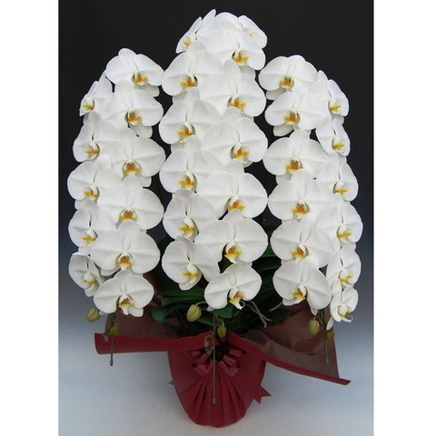 胡蝶蘭（生花） | 移転祝い 開店祝い 法人ギフト販売のアンジェリック