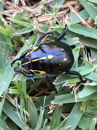 レスプレデンスプラチナコガネ (Chrysina resplendens) - Picture Insect