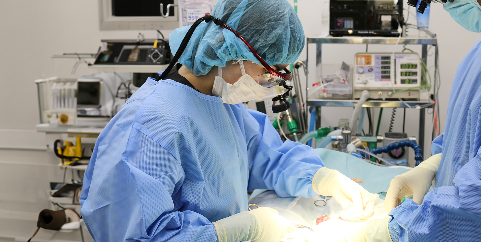 どうぶつ腫瘍科クリニック | ピジョン動物愛護病院