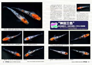 E-Bookメダカ百華第20.5号 | 株式会社ピーシーズ