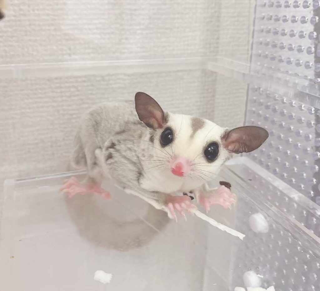 レビュー】ねくすとショップ製アクリルケージ 〜フクモモ飼育〜