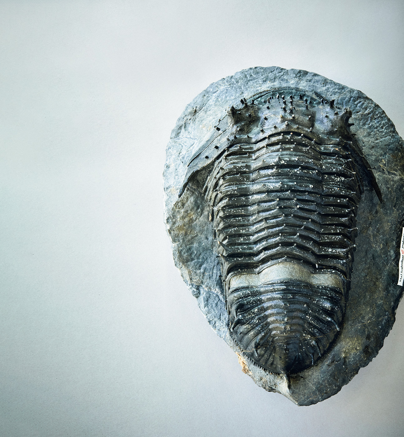 大型三葉虫／机の上のサイエンス。Vol.50 | POPEYE Web | ポパイウェブ