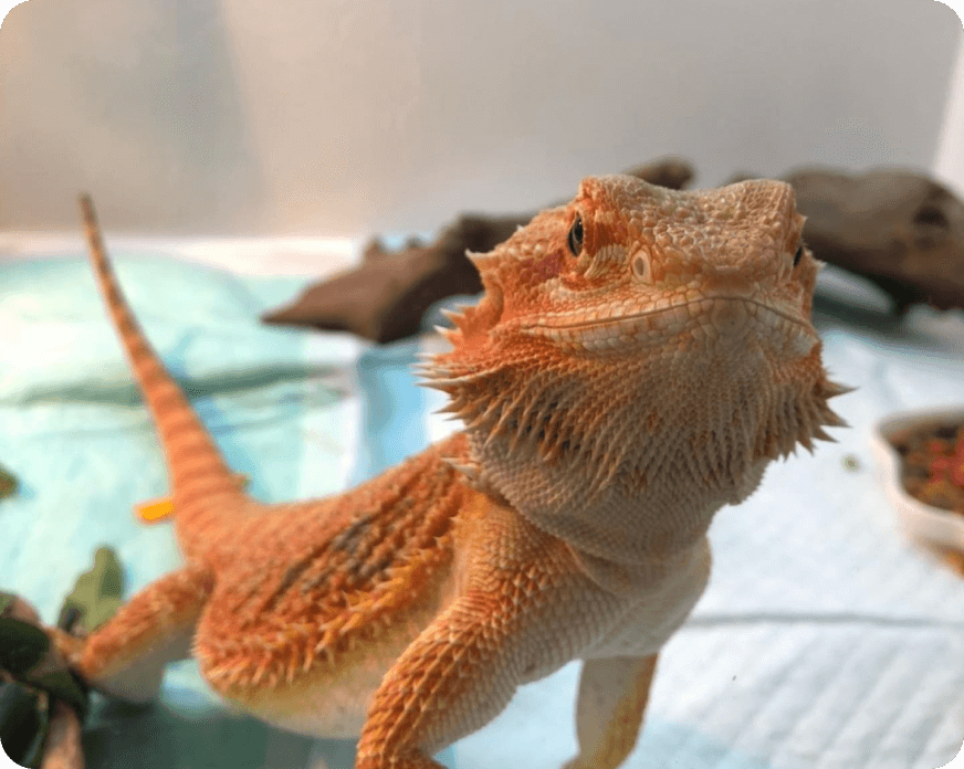 会社案内｜ポポのケージ