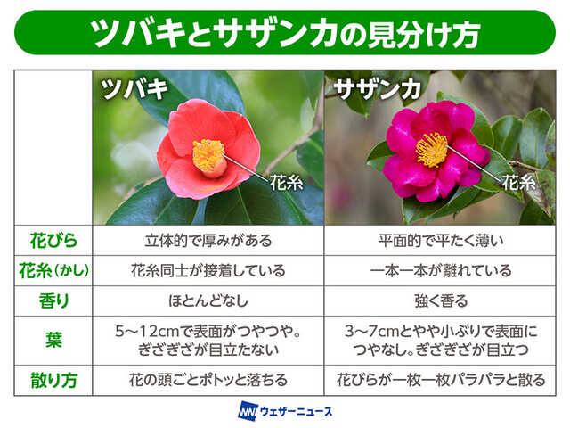 散り方が大きく違う!? ツバキとサザンカの見分け方|au Webポータル国内