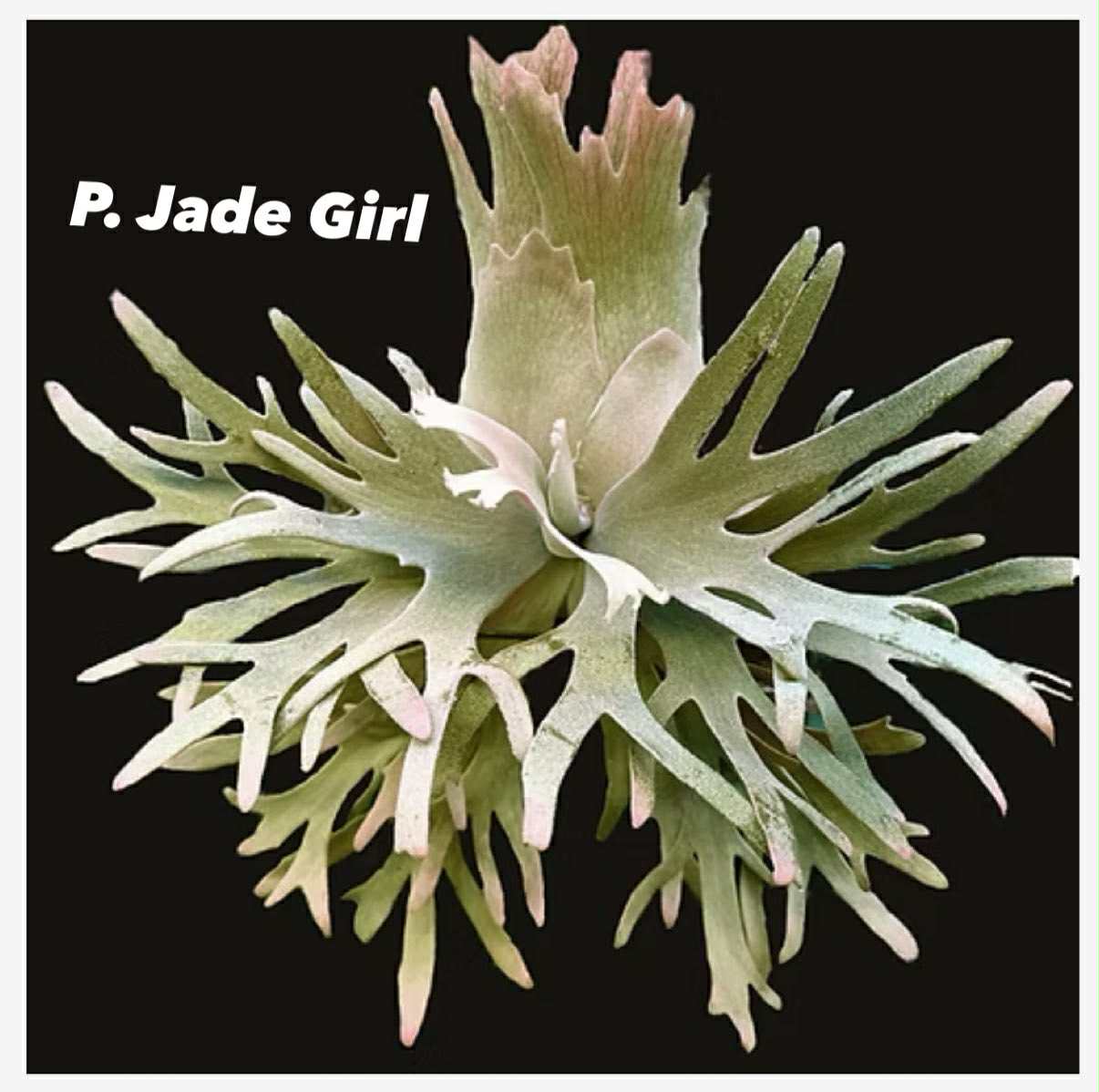 速達！！P. willinckii 'Jenny' TC 2839 Bare-rooted]Platy