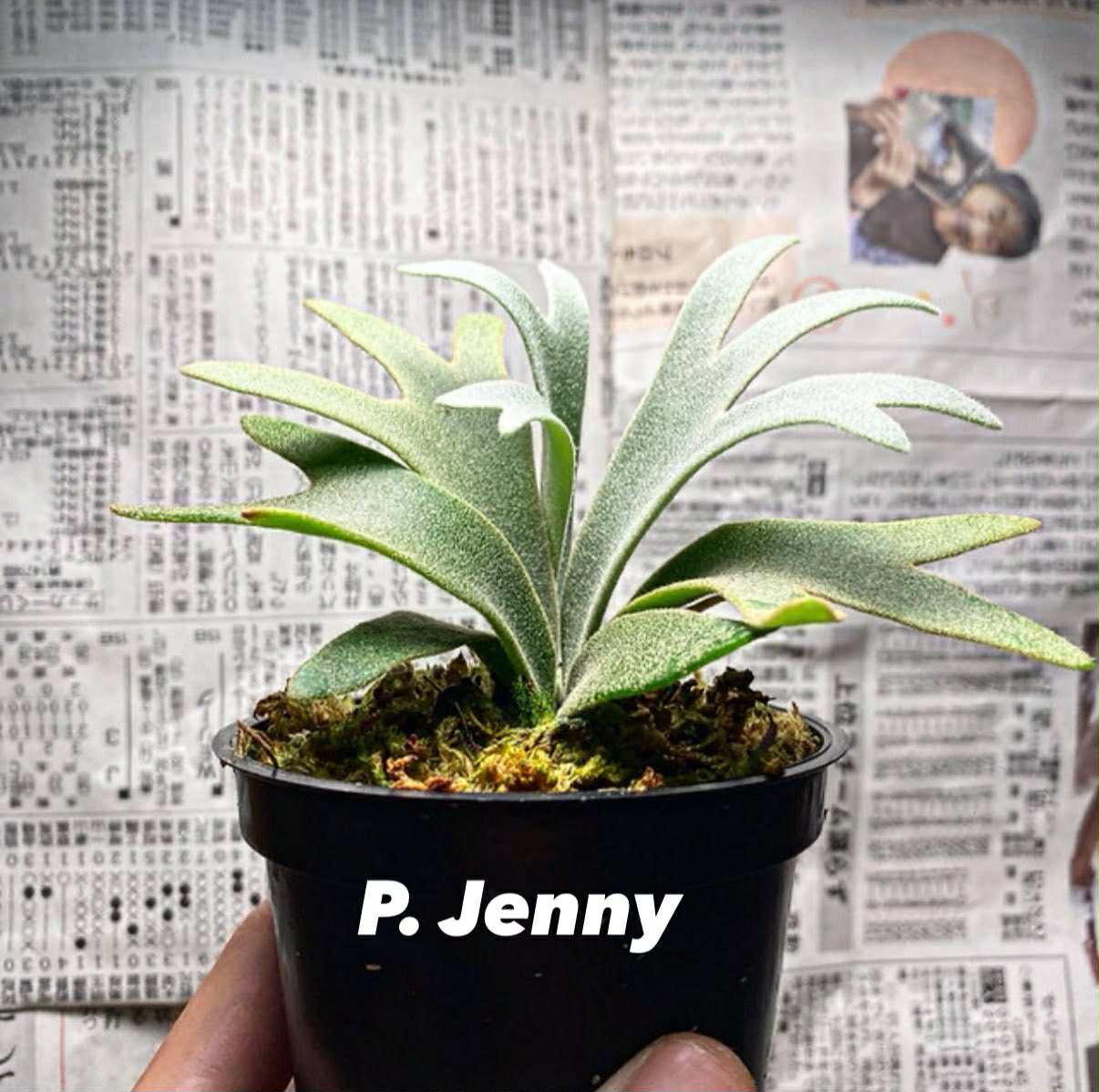 Platycerium willinckii 