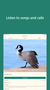 Audubon Bird Guide - Google Play のアプリ