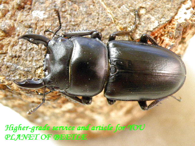 チャールトンウスバ原亜種 雌 チャールトンウスバ原亜種 雌 phonto-4