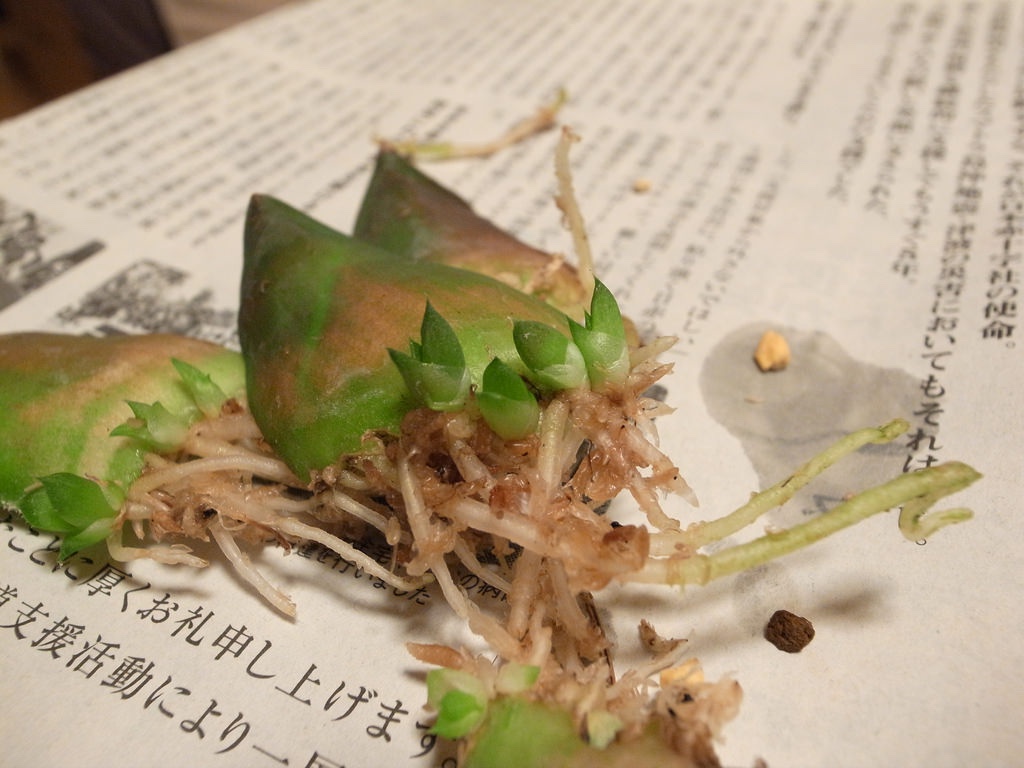 必要なものは忍耐と環境、コレクタ葉挿しのツレヅレ | 緑町のウェブ屋