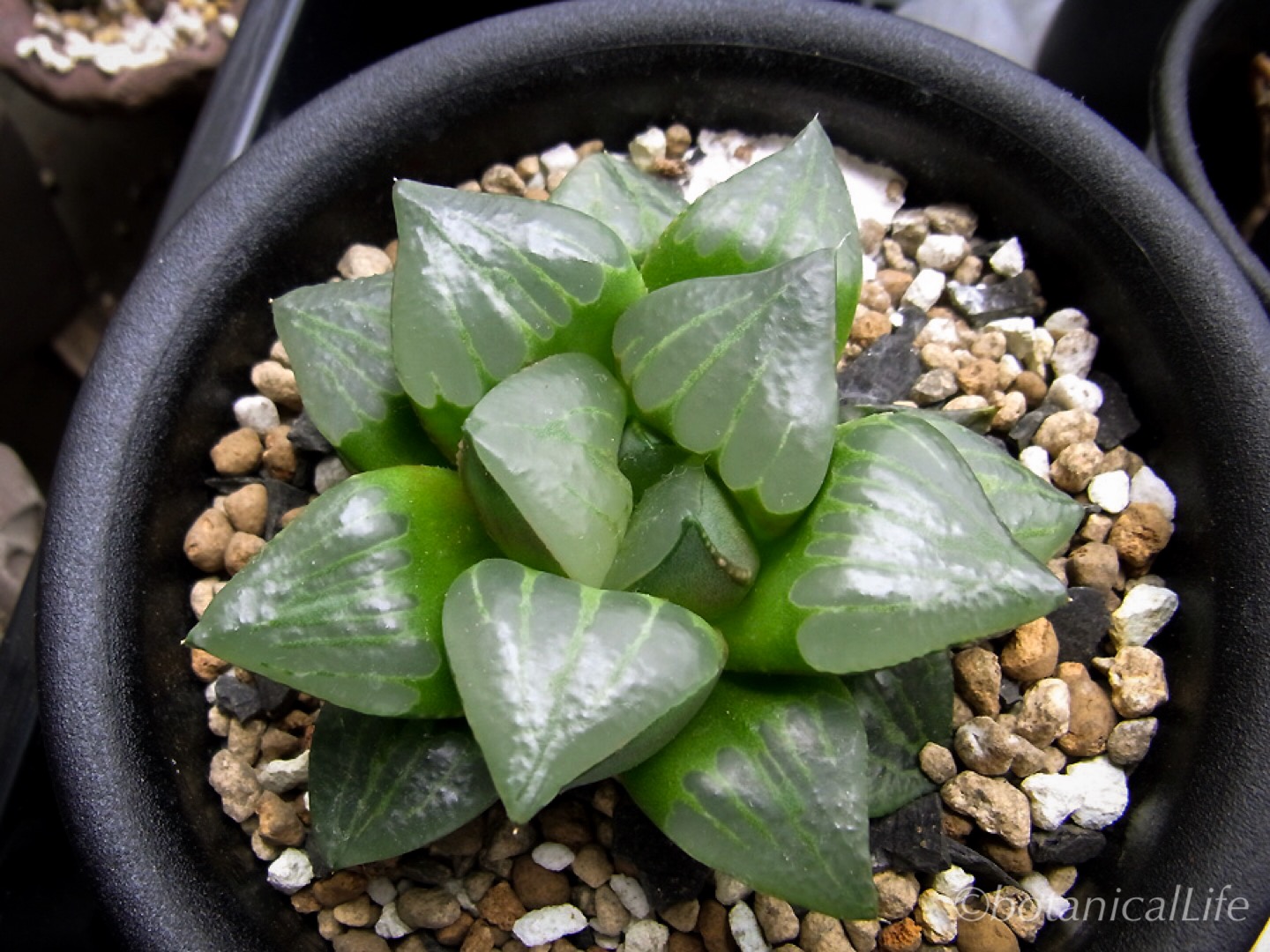 ムチカニグラ黒ムチカクロムチムチ力 | 緑町のウェブ屋