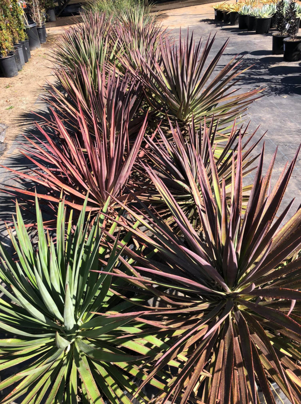 yucca-様ご確認ページ Yucca species