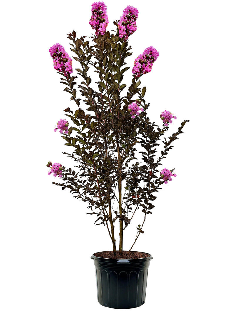 Crape Myrtle | Black Diamond Lavender Lace – Plant Me Green