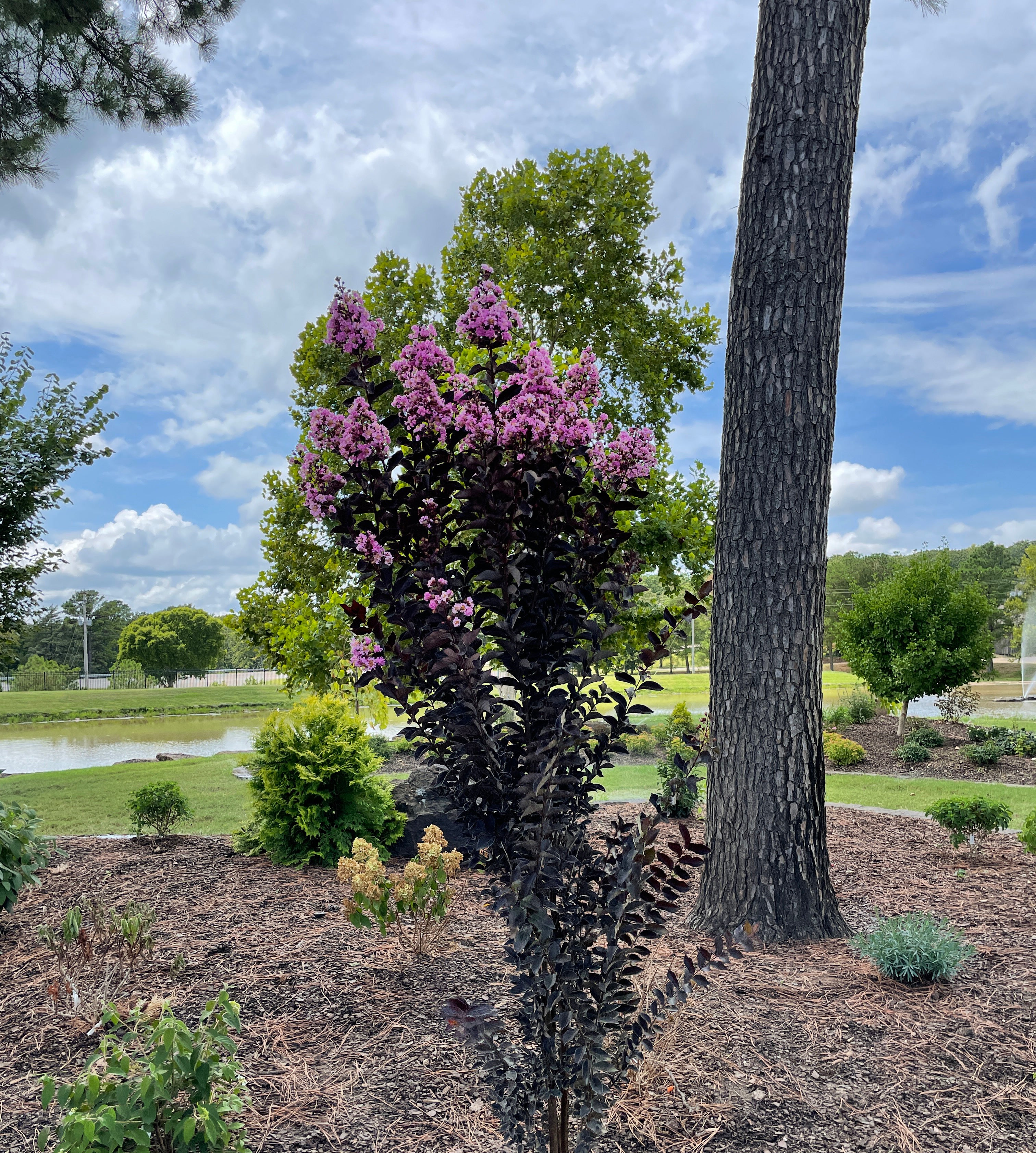 Crape Myrtle | Black Diamond Lavender Lace – Plant Me Green