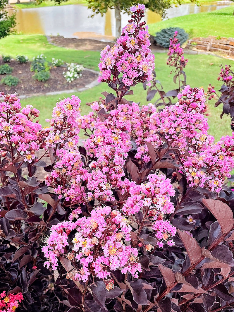 Crape Myrtle | Black Diamond Lavender Lace – Plant Me Green