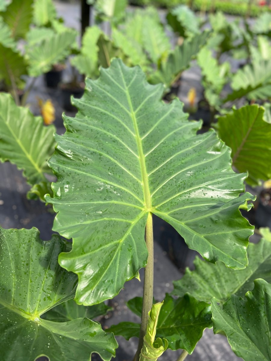 Alocasia 'Portora' Elephant Earfor Sale | PlantologyUSA.com