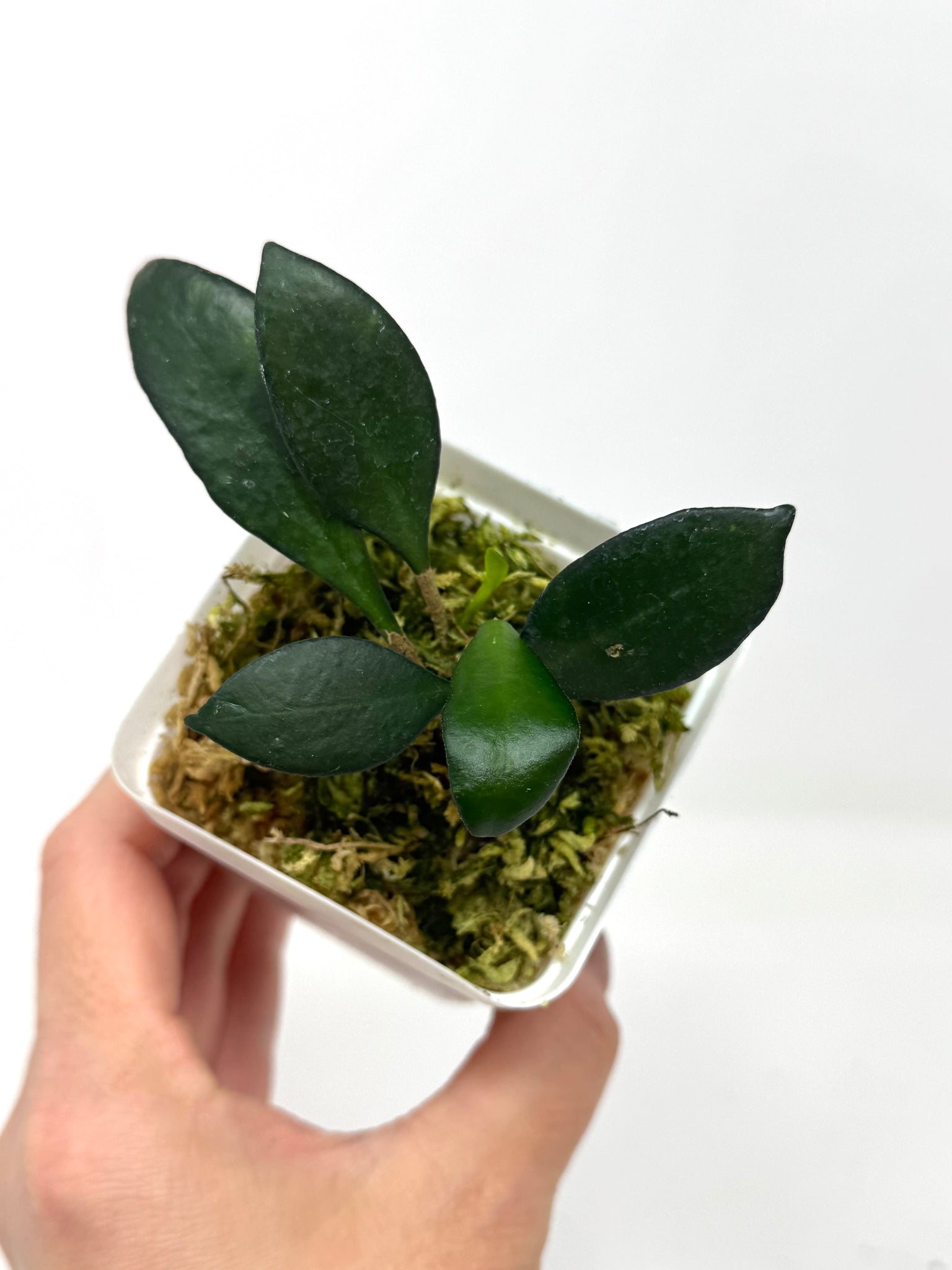 Hoya Noona – Planthaven Toronto