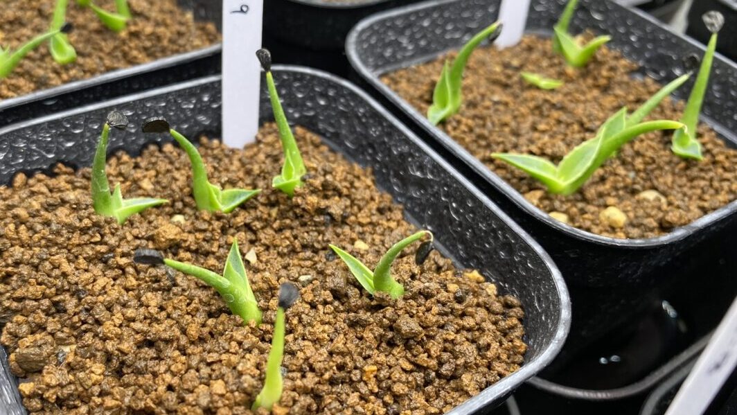 アガベ エボリスピナの実生記録 | MET PLANTS