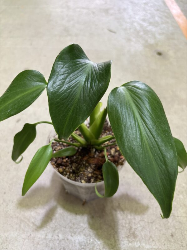 モンステラ・バールマルクスフレーム 4号 | Plants Shop Big Smile 通販