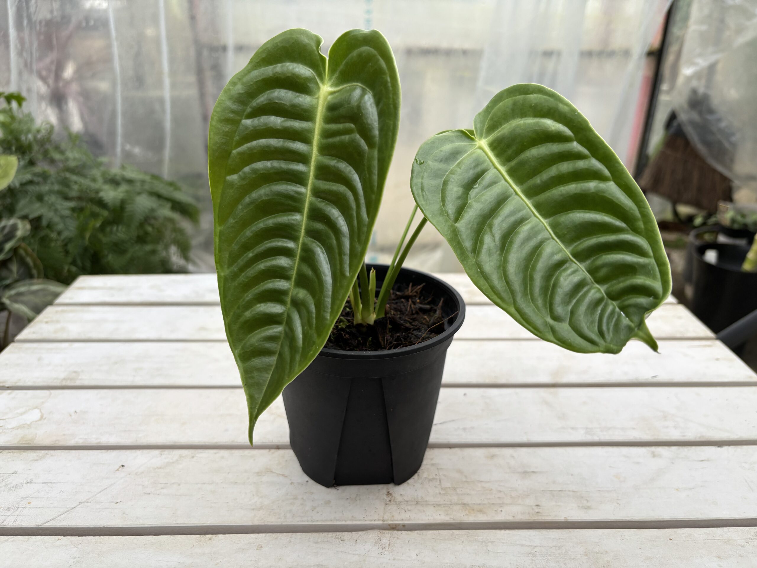 papa】＊アンスリウム ベイチー 4号＊2鉢同梱 アンスリウム ベイチー