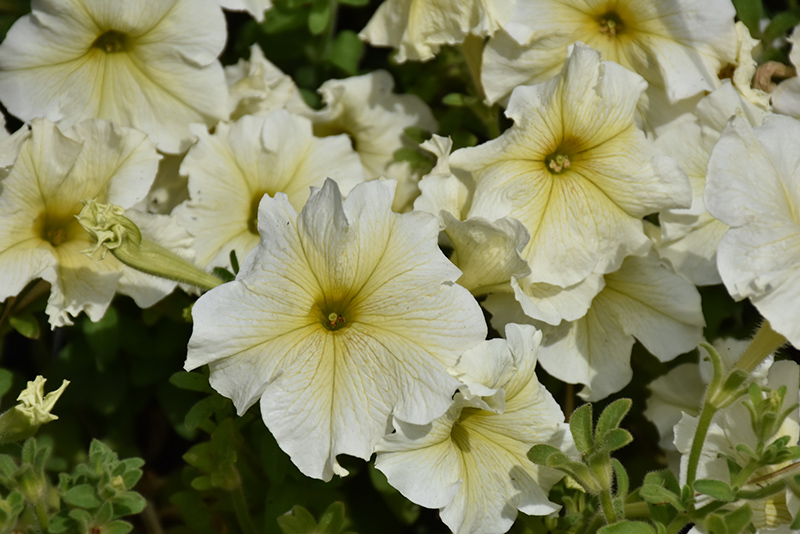 Prism Sunshine Petunia (Petunia 'Prism Sunshine') in Lethbridge