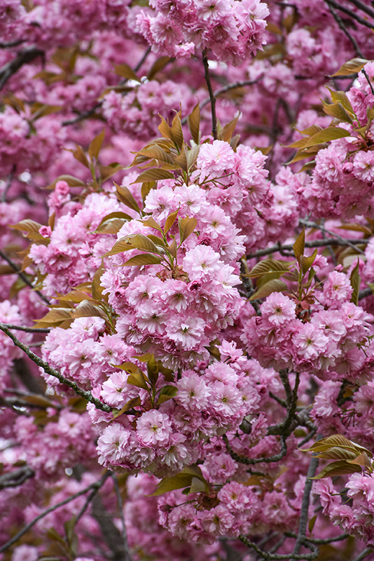 Kwanzan Flowering Cherry (Prunus serrulata 'Kwanzan') in Columbus