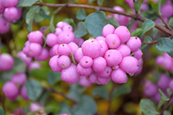 Proud Berry Coralberry (Symphoricarpos 'Sofie') in Boston
