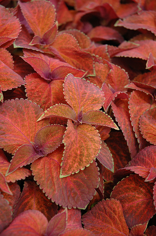 Wizard Sunset Coleus (Solenostemon scutellarioides 'Wizard Sunset
