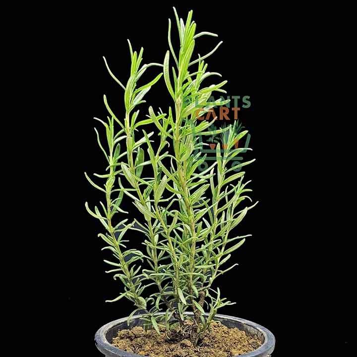 Rosemary in 6″ Pot – PlantsCart