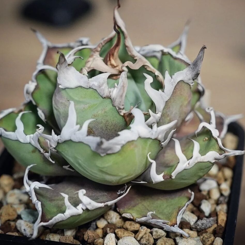 アガベ チタノタ シーザー(凱撒)の特徴と育て方｜白くうねる鋸歯と王者