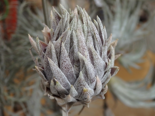 チランジアには触らない。T.スプレンゲリアナ: 世界の半分は植物界