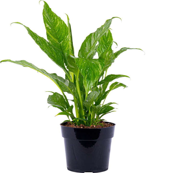 Peace Lily Domino | Spathiphyllum | 6